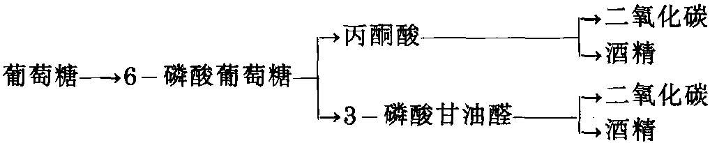 第三節(jié) 細(xì)菌發(fā)酵產(chǎn)酒精